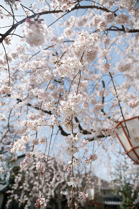 2021桜巡り 枝垂れ桜@長建寺_f0032011_19270229.jpg