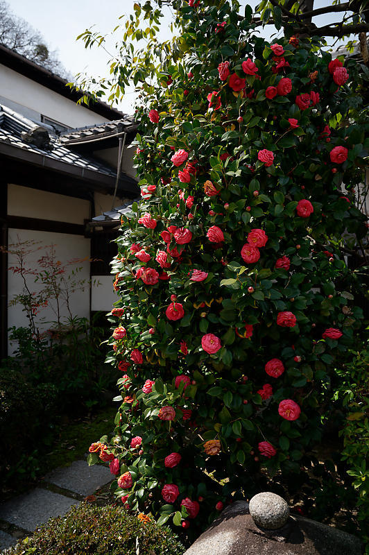 2021桜巡り 枝垂れ桜@長建寺_f0032011_19321492.jpg