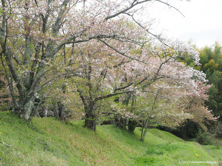 息子と花散歩_c0189013_04502484.jpg