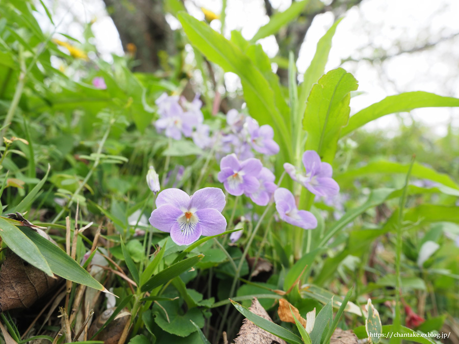 息子と花散歩_c0189013_04552569.jpg