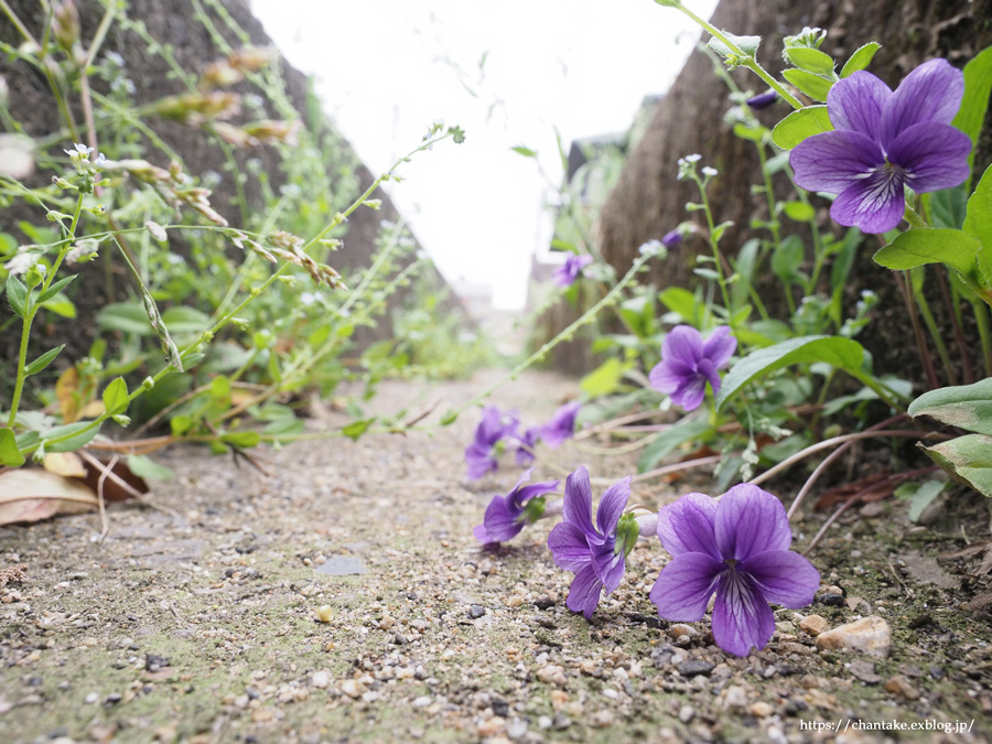 息子と花散歩_c0189013_04574349.jpg