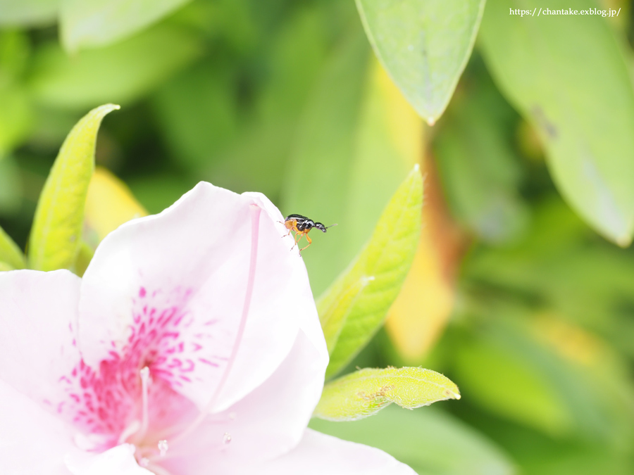 息子と花散歩_c0189013_05201572.jpg