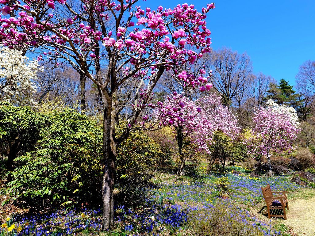 春の色彩が華やかになって来た！・・・４月７日赤城自然園アラカルト_a0031821_12362390.jpg