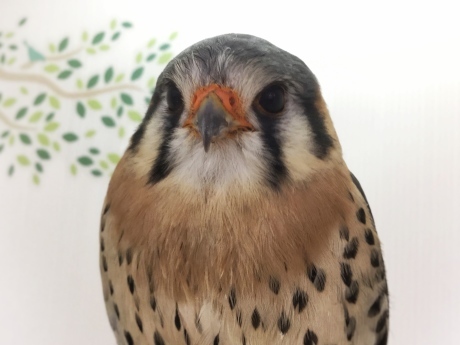 210410 チョウゲンボウ_f0189122_12102006.jpeg