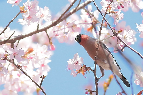 アカウソの花車(その1)_e0413627_17493581.jpg