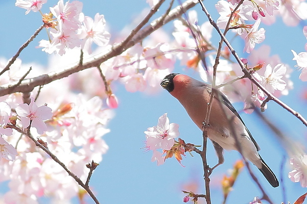 アカウソの花車（その１）_e0413627_17493581.jpg