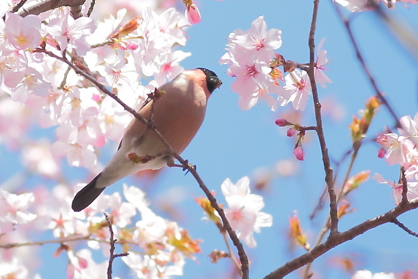 アカウソの花車（その１）_e0413627_17495187.jpg