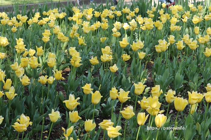 葛飾区水元公園に咲く花が躍る 一場の写真 足立区リフォーム館 頑張る会社ブログ 葛飾区水元公園に咲く花が躍る 一場の写真 足立区リフォーム館 頑張る会社ブログ