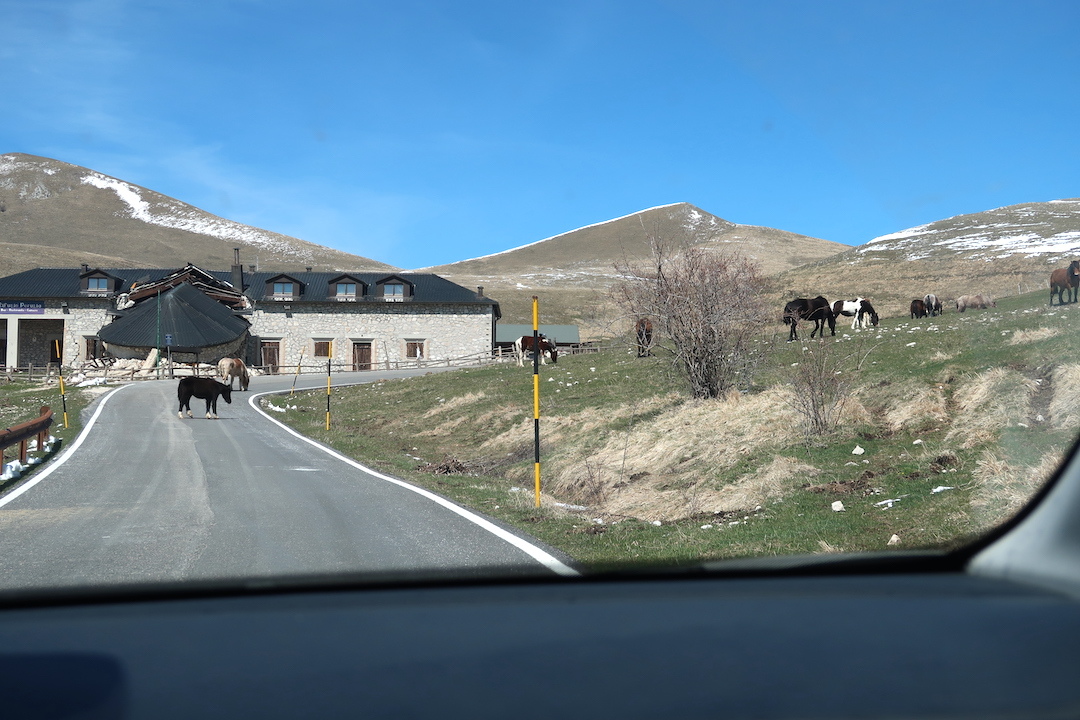 羊・馬のんびり道路にノルチャ・カステッルッチョ_f0234936_21563172.jpg
