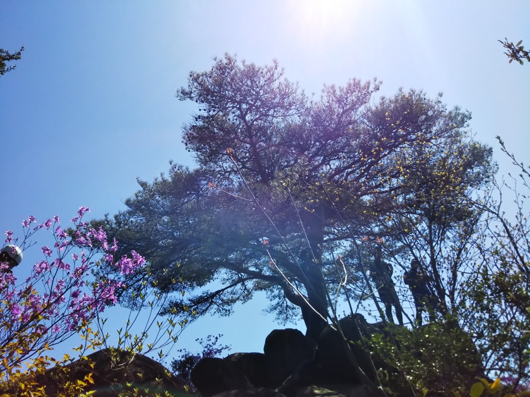 芦屋・道畔谷南尾根_c0218841_19402158.jpg