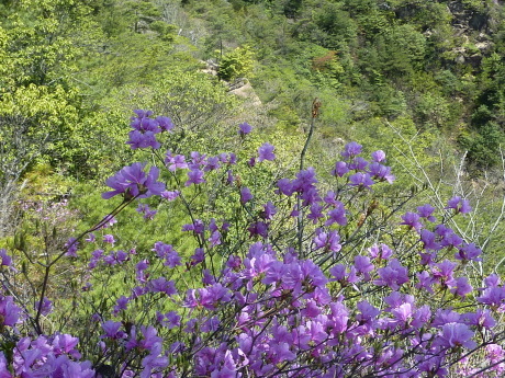 芦屋・道畔谷南尾根_c0218841_19405777.jpg