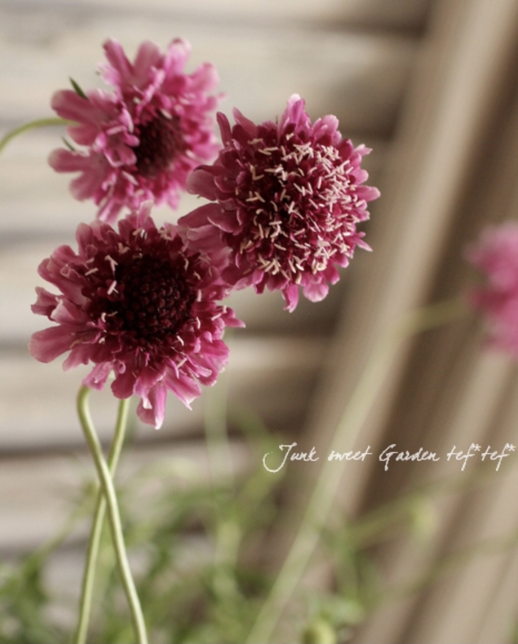 スーパーの袋作戦♡と心配な植物（ ;  ; ）_a0396654_18135018.jpeg