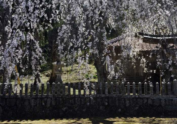 橋山のしだれ桜_d0008257_19540750.jpg