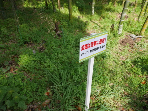 神奈川県有竹林に堆肥と米ぬか4・8六国見山手入れ（上）_c0014967_06163297.jpg