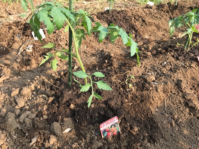 低温対策してトマト、ナス、ピーマンの苗植え付け4・9_c0014967_11245335.jpg