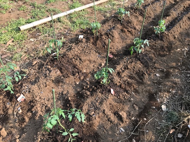 低温対策してトマト、ナス、ピーマンの苗植え付け4・9_c0014967_11250654.jpg