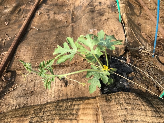 低温対策してトマト、ナス、ピーマンの苗植え付け4・9_c0014967_11274525.jpg