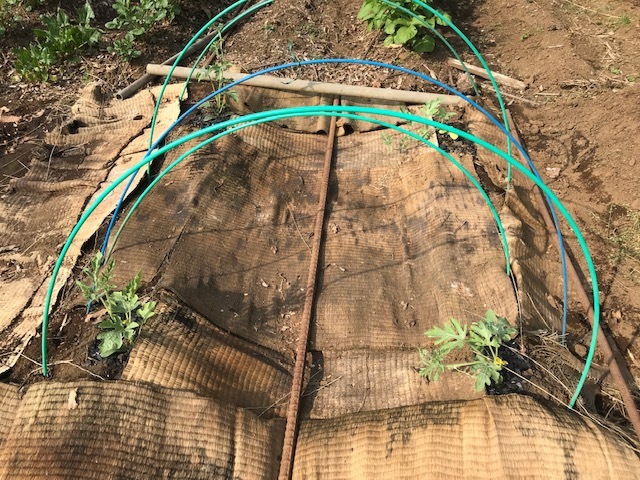 低温対策してトマト、ナス、ピーマンの苗植え付け4・9_c0014967_11281551.jpg