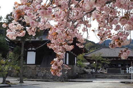 八重桜の咲くお寺　　新家長福寺・当麻寺_c0303868_08062024.jpg