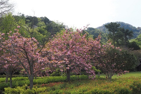 八重桜の咲くお寺　　新家長福寺・当麻寺_c0303868_08072252.jpg