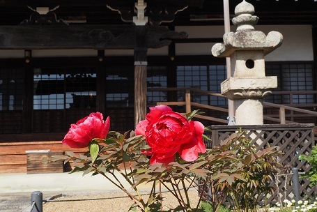 八重桜の咲くお寺　　新家長福寺・当麻寺_c0303868_08111248.jpg