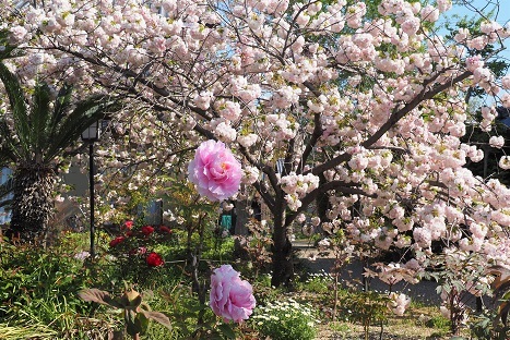 八重桜の咲くお寺　　新家長福寺・当麻寺_c0303868_08113994.jpg