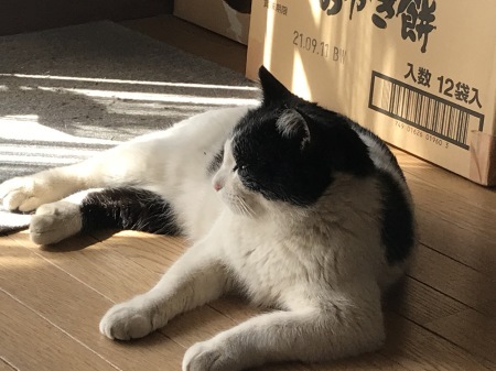 猫が居てくれたから／COVID-19_a0136671_19463320.jpg