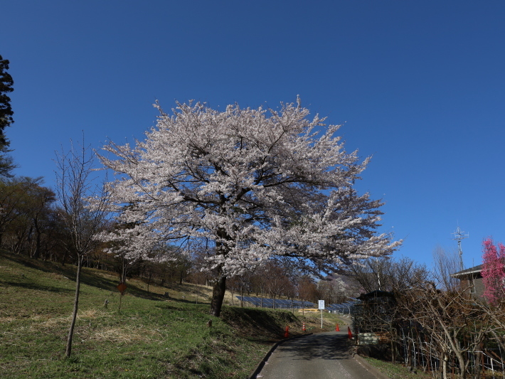 桜だより(22) ~山桜と辛夷~ (2021/4/5撮影)_b0369971_14340257.jpg