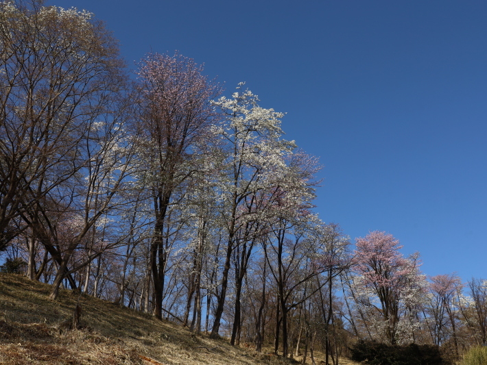 桜だより(22) ~山桜と辛夷~ (2021/4/5撮影)_b0369971_14345170.jpg