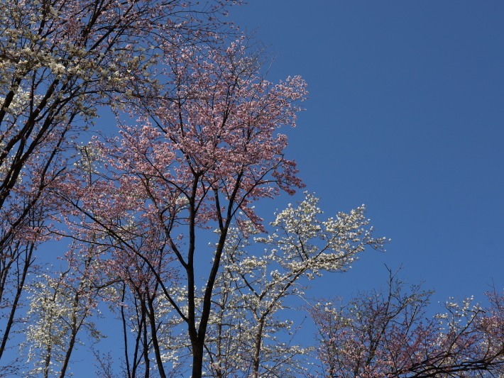 桜だより(22) ~山桜と辛夷~ (2021/4/5撮影)_b0369971_14350582.jpg