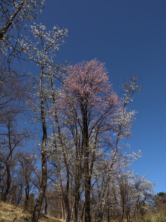 桜だより(22) ~山桜と辛夷~ (2021/4/5撮影)_b0369971_14351515.jpg