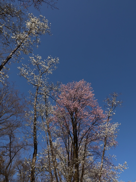 桜だより(22) ~山桜と辛夷~ (2021/4/5撮影)_b0369971_14352506.jpg