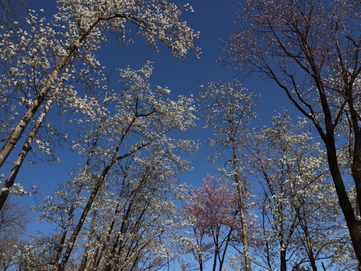 桜だより(22) ~山桜と辛夷~ (2021/4/5撮影)_b0369971_14353869.jpg