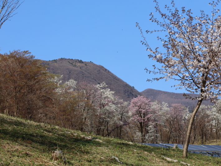 桜だより(22) ~山桜と辛夷~ (2021/4/5撮影)_b0369971_14355182.jpg
