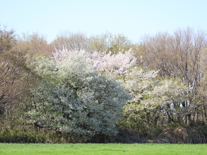 桜だより(22) ~山桜と辛夷~ (2021/4/5撮影)_b0369971_14362560.jpg