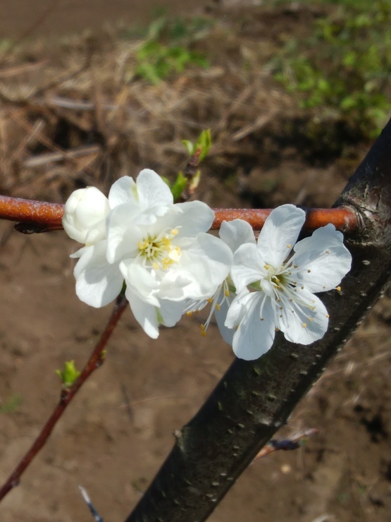 プルーンの花 野菜tukuri
