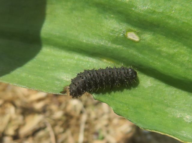 家庭菜園 畑の防虫ネットにベニシジミ 行者ニンニクに黒い害虫 ゆうちゃん所長のひとりごと