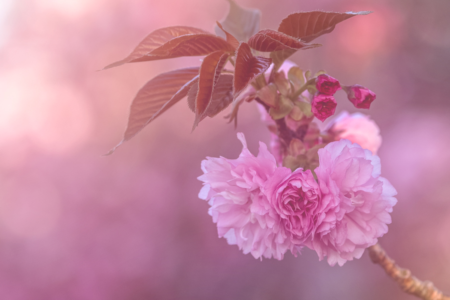 八重咲きの里桜の花_c0394087_21585087.jpg