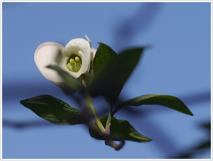 庭の花と少しだけわんこも_b0175688_00344904.jpg