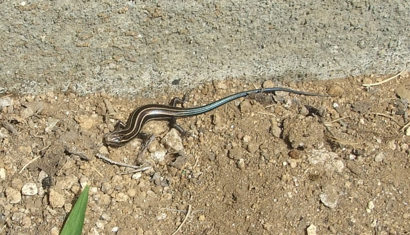 トカゲとカナヘビの違い 気ままなblog トカゲとカナヘビの違い 気ままなblog