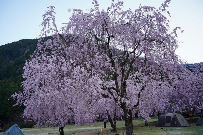 竹田しだれ桜 Cafe コトノハ ギャラリーてにをは