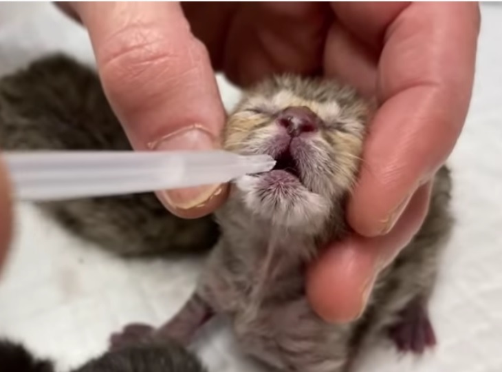 Youtube 母猫から育児放棄され産み落とされた子猫達をレスキュー We Rescued Kittens Npo法人 府中猫の会 Youtube 母猫から育児放棄され産み落とされた子猫達をレスキュー We Rescued Kittens Npo法人 府中猫の会