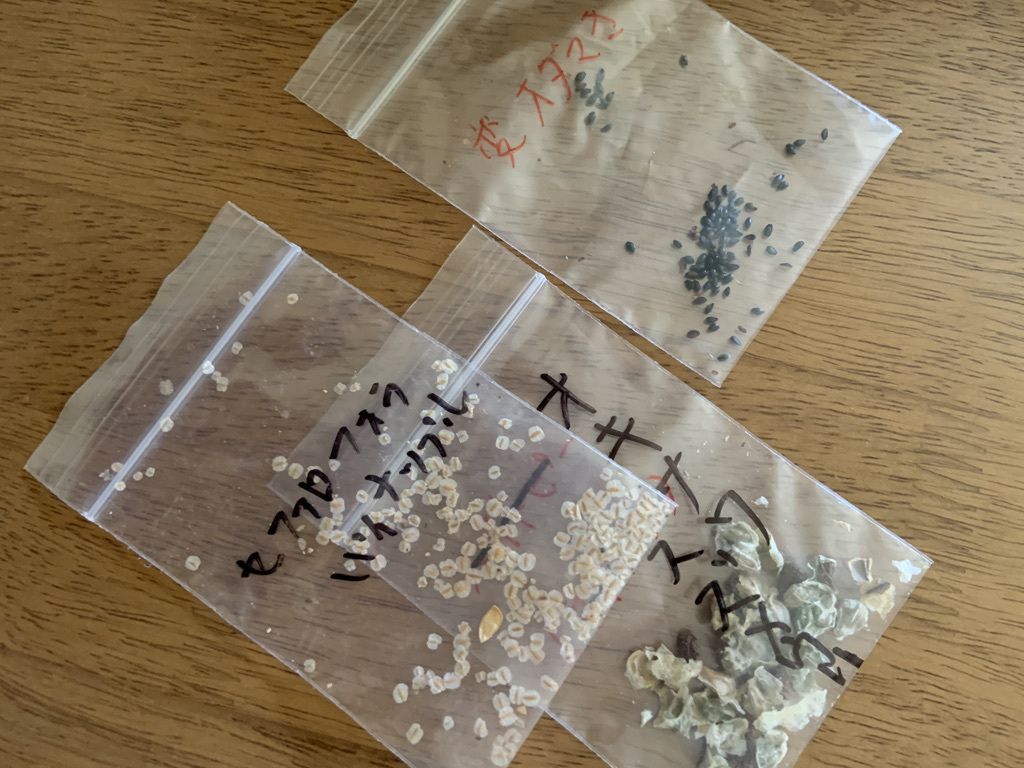 ラナンキュラスとハーブティーと新しい種子_b0349795_19130062.jpeg