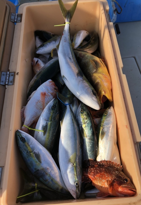 4月の釣果。_b0282208_17314592.jpeg