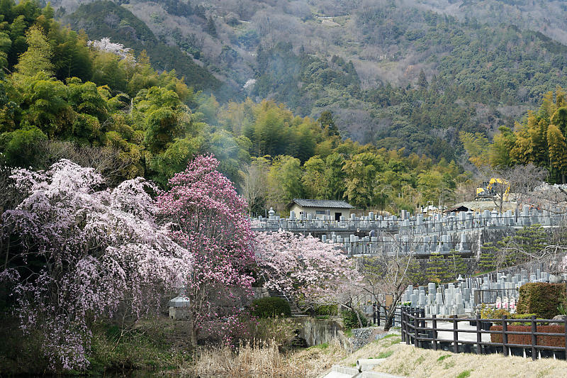 2021桜巡り　枝垂れ桜＆木蓮＠正法寺_f0032011_21322870.jpg