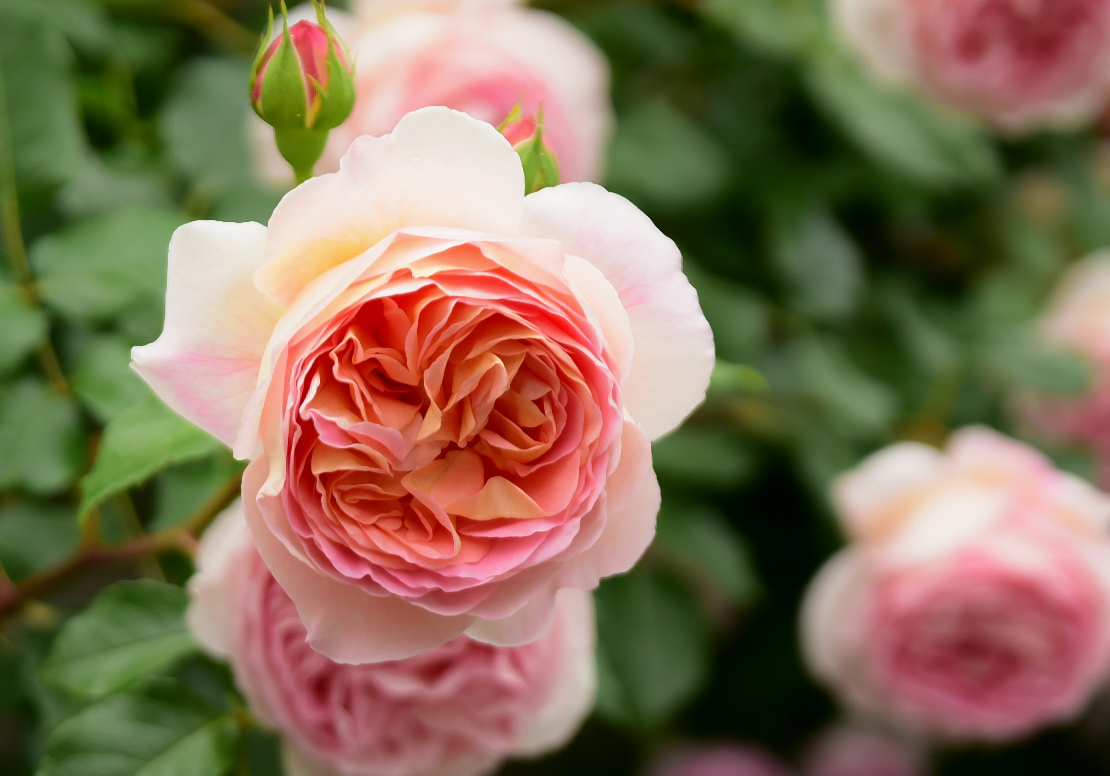 何色でもない薔薇 : カヲリノニワ 何色でもない薔薇 : カヲリノニワ