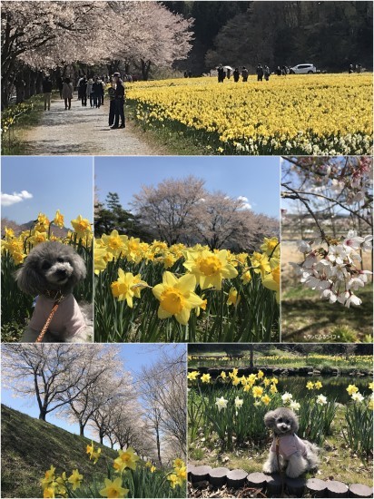 * 水仙と桜の共演とは贅沢だ *_d0317115_19512042.jpg