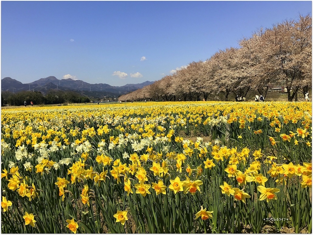 * 水仙と桜の共演とは贅沢だ *_d0317115_19534050.jpg