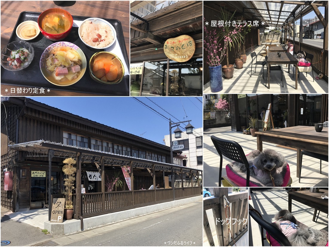 * 水仙と桜の共演とは贅沢だ *_d0317115_19542505.jpg