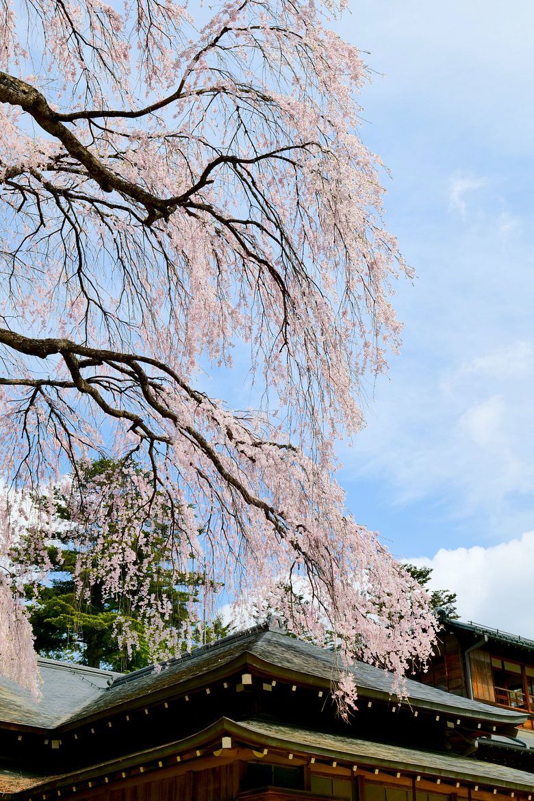 日光・田母沢御用邸の枝垂れ桜が満開に♪・・・樹齢４００年超のエネルギーに感動だ！将にパワー桜♪_a0031821_12143993.jpg